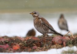 Grive litorne - Fieldfare ()