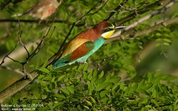 Guêpier d'Europe - European Bee-eater