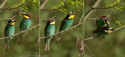 Guêpier d'Europe - European Bee-eater
