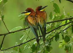 Guêpier d'Europe - European Bee-eater