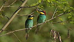 Guêpier d'Europe - European Bee-eater