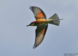 Guêpier d'Europe - European Bee-eater