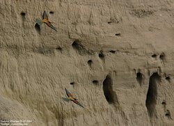 Guêpier d'Europe - European Bee-eater