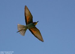 Guêpier d'Europe - European Bee-eater
