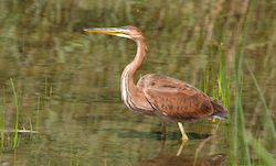 Héron pourpré - Purple Heron