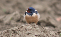 Hirondelle rustique / de cheminée - Barn Swallow