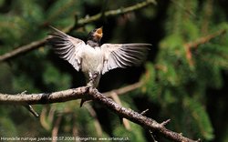 Hirondelle rustique / de cheminée - Barn Swallow