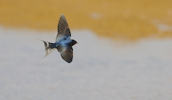 Hirondelle rustique / de cheminée - Barn Swallow