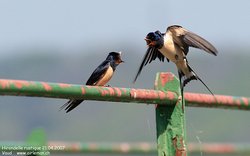 Hirondelle rustique / de cheminée - Barn Swallow