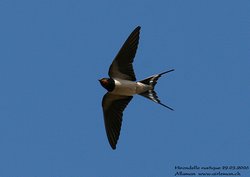 Hirondelle rustique / de cheminée - Barn Swallow