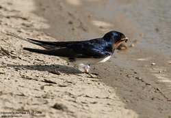 Hirondelle rustique / de cheminée - Barn Swallow