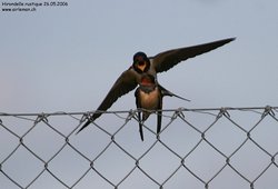 Hirondelle rustique / de cheminée - Barn Swallow