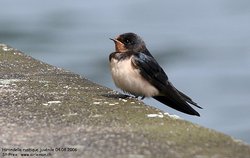 Hirondelle rustique / de cheminée - Barn Swallow