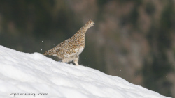 Lagopède alpin - Rock Ptarmigan (Canon EOS 20D 1/1000 F11 iso400 400mm)