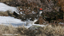 Lagopède alpin - Rock Ptarmigan (Canon EOS 20D 1/1000 F11 iso400 400mm)