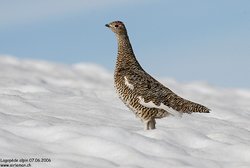 Lagopède alpin - Rock Ptarmigan ()