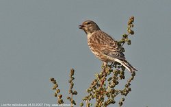 Linotte mélodieuse - Eurasian Linnet