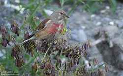 Linotte mélodieuse - Eurasian Linnet