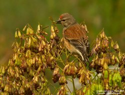 Linotte mélodieuse - Eurasian Linnet