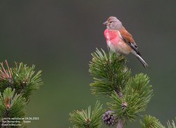 Linotte mélodieuse - Eurasian Linnet