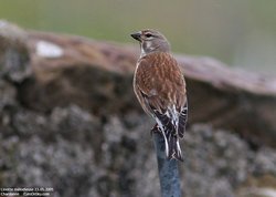 Linotte mélodieuse - Eurasian Linnet