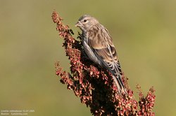 Linotte mélodieuse - Eurasian Linnet
