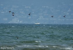 800x548  101.7Kb