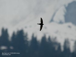 800x602  46.5Kb