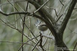 Mésange huppée - Crested Tit ()