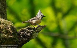 Mésange huppée - Crested Tit ()