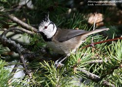 Mésange huppée - Crested Tit ()