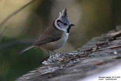 Mésange huppée - Crested Tit ()