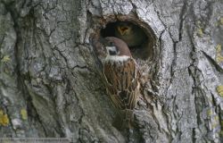 Moineau friquet - Eurasian Tree Sparrow ()