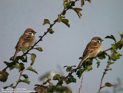 Moineau friquet - Eurasian Tree Sparrow ()