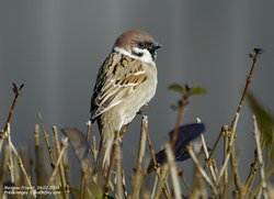 Moineau friquet - Eurasian Tree Sparrow ()