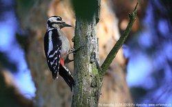 Pic épeiche - Great Spotted Woodpecker ()