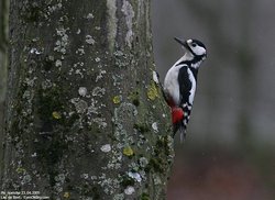 Pic épeiche - Great Spotted Woodpecker ()