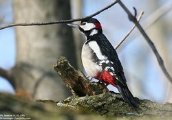 Pic épeiche - Great Spotted Woodpecker ()