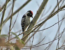 Pic épeichette - Lesser Spotted Woodpecker