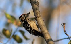 Pic épeichette - Lesser Spotted Woodpecker ()