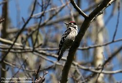 Pic épeichette - Lesser Spotted Woodpecker ()