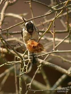 Pic épeichette - Lesser Spotted Woodpecker ()