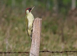 Pic vert - Eurasian Green Woodpecker