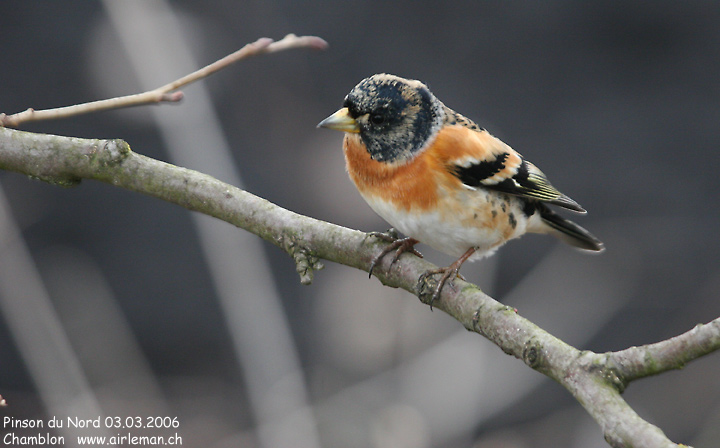 Le Pinson du nord (Fringilla montifringilla) est une espèce d'oiseaux 