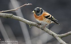 Pinson du Nord - Brambling