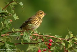 Pipit des arbres - Tree Pipit ()