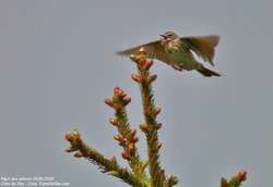 Pipit des arbres - Tree Pipit ()