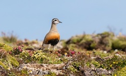 Pluvier guignard - Eurasian Dotterel ()