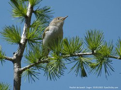 Pouillot de Bonelli - Western Bonelli's Warbler ()