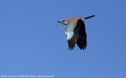 Rollier d'Europe - European Roller